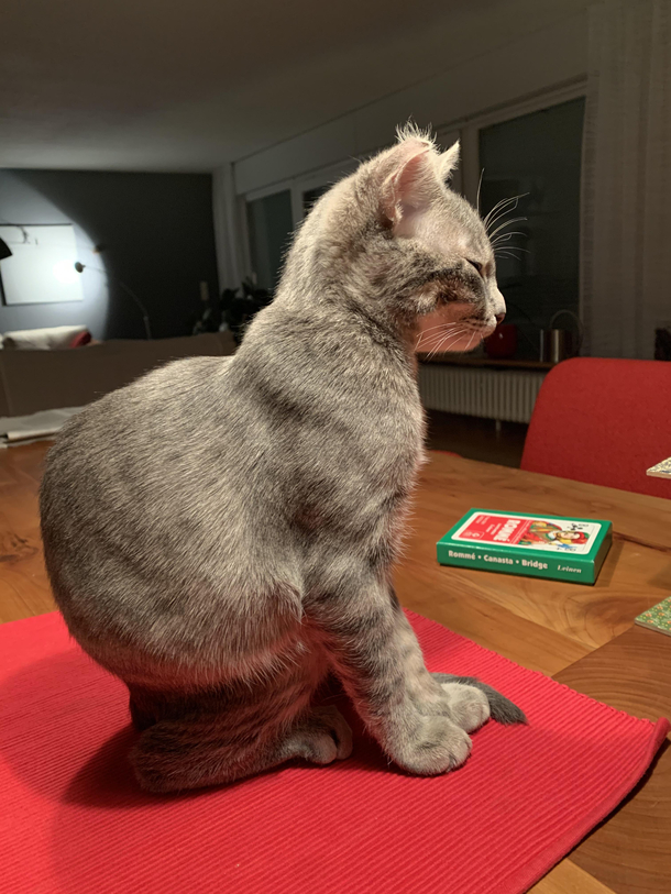 My cat sitting in an invisible box