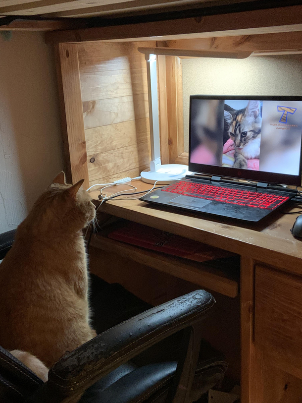 My cat sitting in my sons room watching cat videos