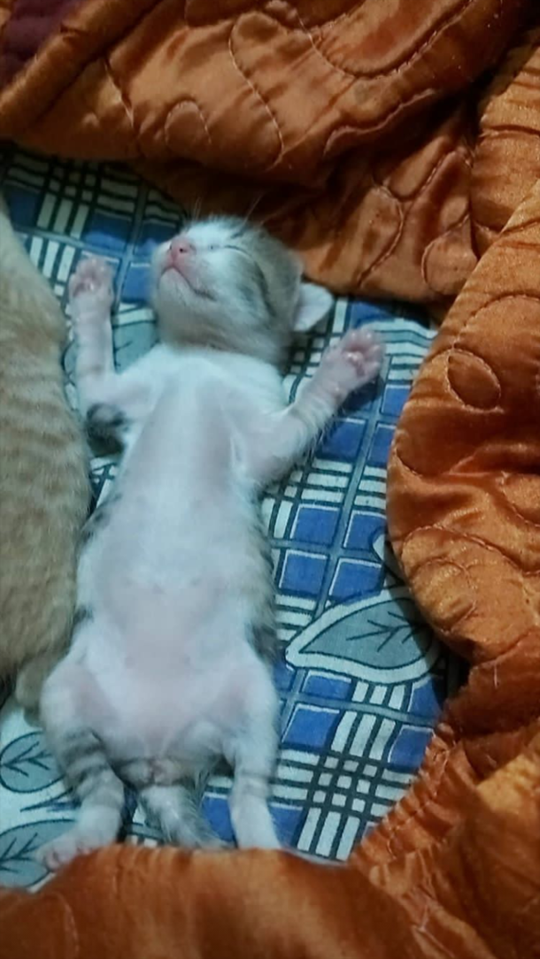 My Cat Sleeping like a human baby PART 