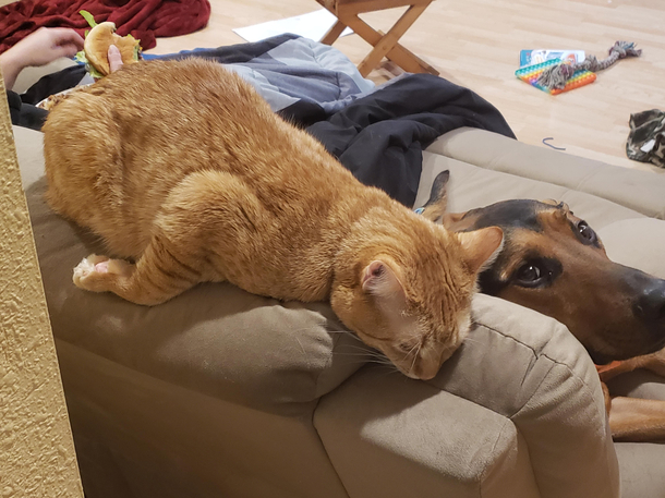 My cat sleeps weird