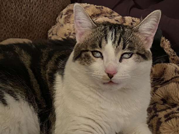 My cat sometimes doesnt close her eyes when sleeping and its the funniest and most terrifying thing ever 