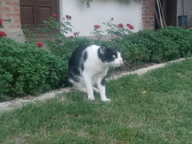 My cat spotted a pigeon on the roof recently this is his reaction