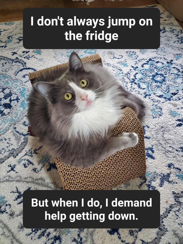 My cat struck a familiar pose