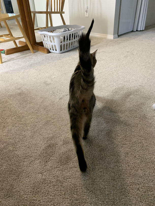 My cat sucks on his tail so when he walks around it looks like hes giving me the finger all day