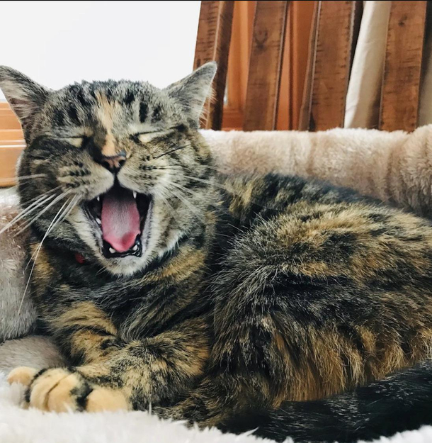 My cat super smart When shes hungry she goes into a room and based on the location of everyone in the room does a statistical analysis of their past behavior and gives attention to that person that is most likely to feed her the quickest