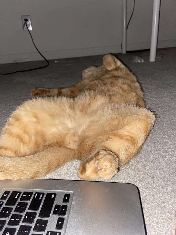 My cat swears I need to see this while working