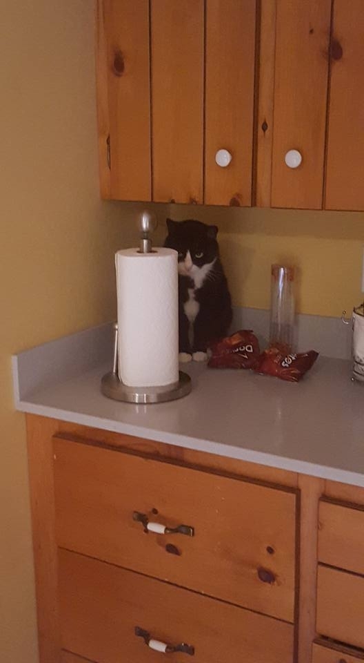 My cat thinks hes hidden while he stalks the dogs