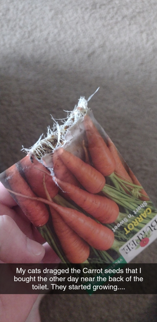 My cat took my carrot seeds