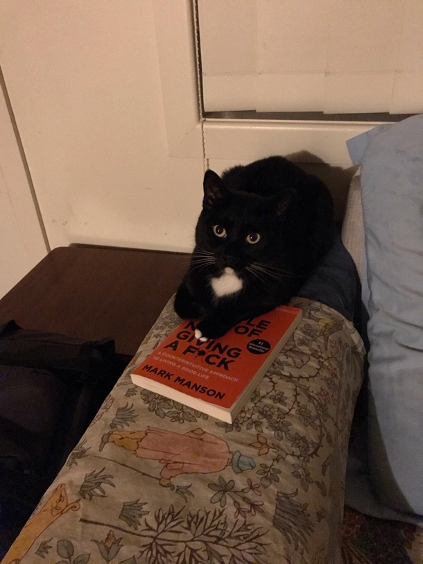 My cat truly knowsThe subtle art of not