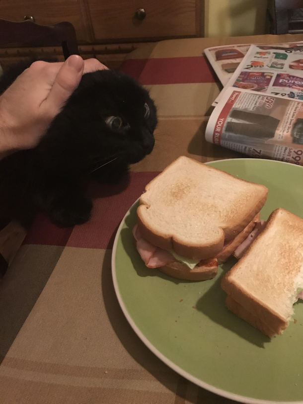 My cat trying desperately to get my sandwich