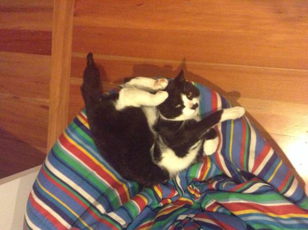 My cat trying to be reddit majestic
