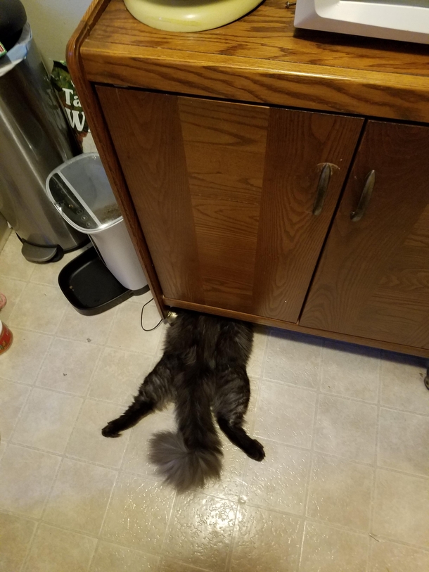 My cat trying to eat trapped kitty food from under the cabinet