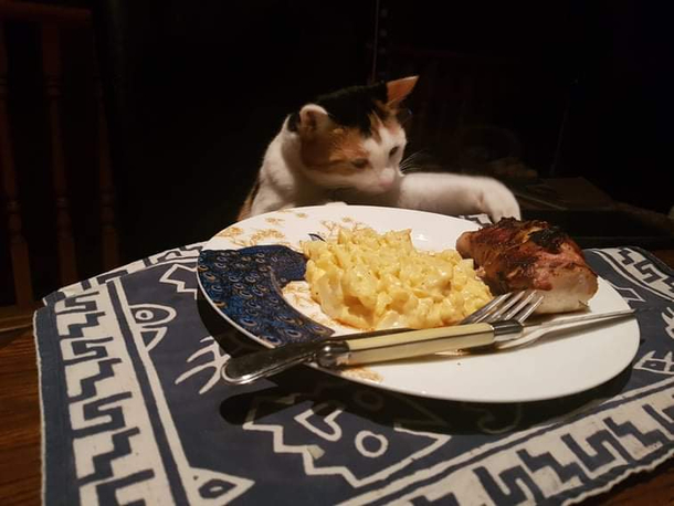 My cat trying to steal some fish