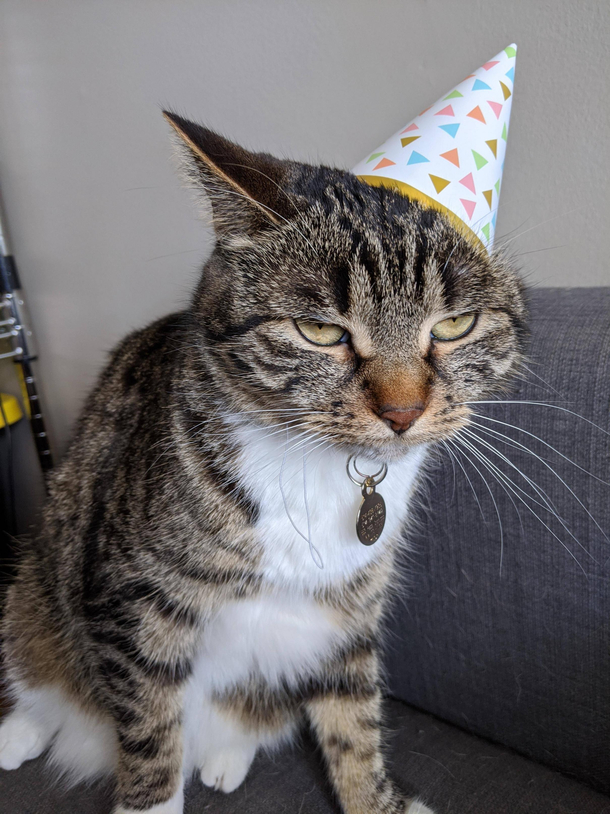 My cat turned  she was not impressed with the celebrations