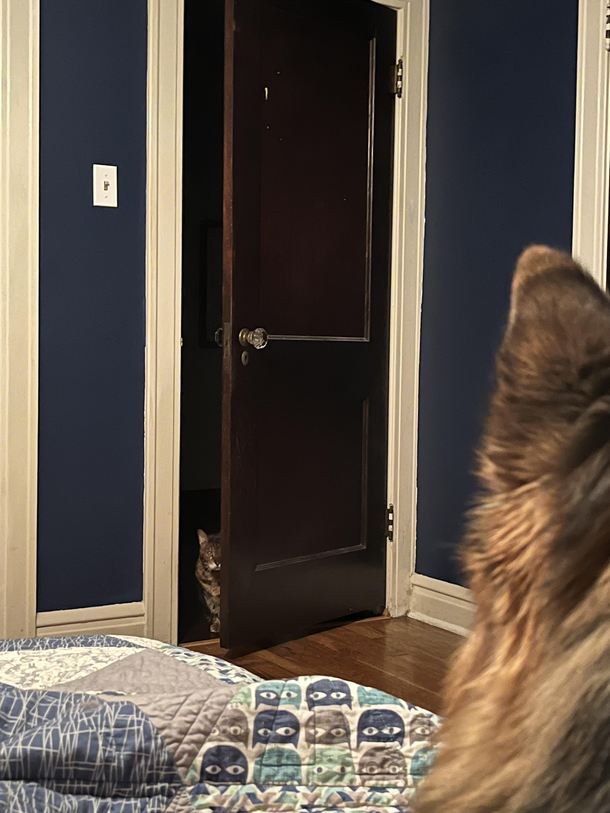 My cat wants to lay on the bed too