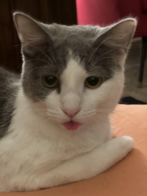 My cat was being a silly boy just chilling like this