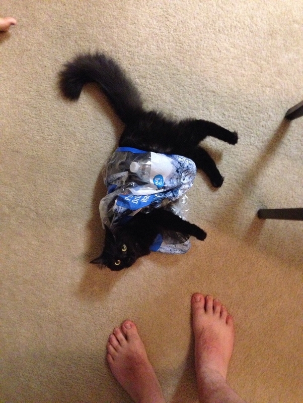My cat was having some issues this morning