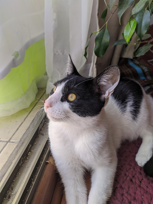 My cat was hunting a ladybird and couldnt find it anymore