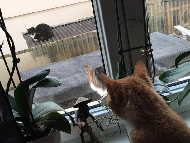 My cat watching the neighbors cat watching the neighbors cat