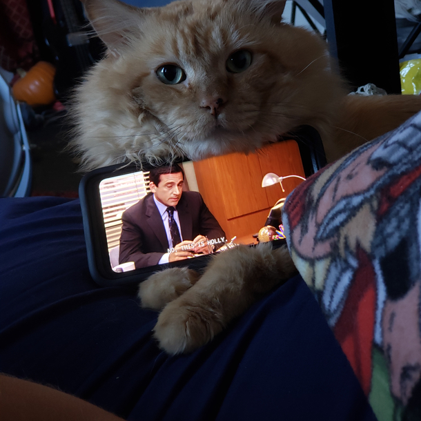 My cat watching us watch the office