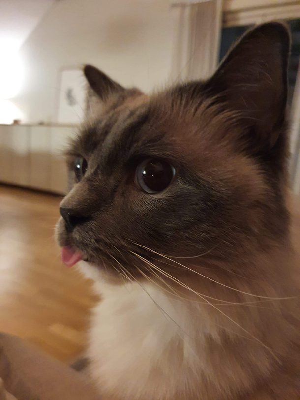 My cat when he hears someone walk in the hallway