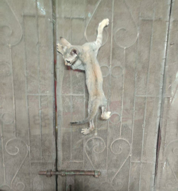 My Cat when she doesnt like her food lol 