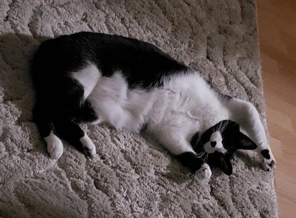 My cat while sleeping - Paint me like one of your French girls