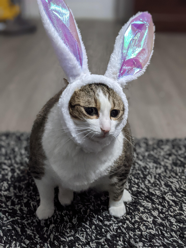 My cat with her easter ears on