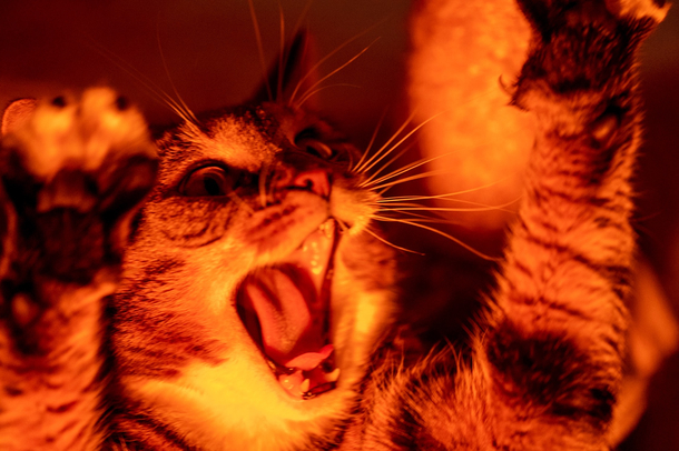 My cat yawns very dramatically so I added demonic lightning to her morning routine