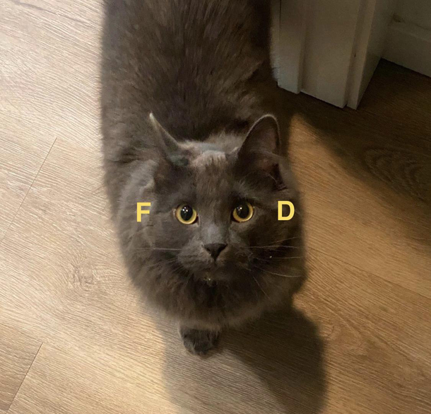 My cat Ziggy every time I open the pantry