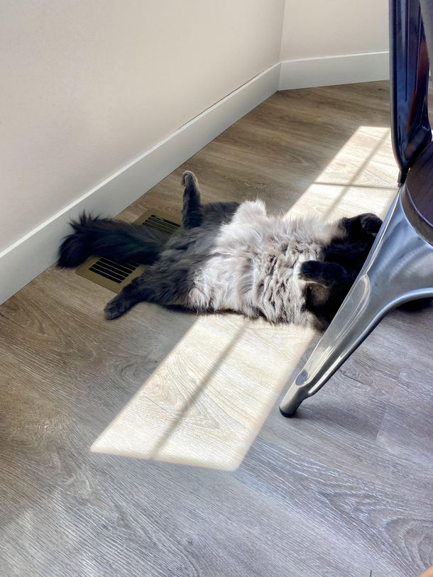 My cat Ziggy has life figured out in a way I never will