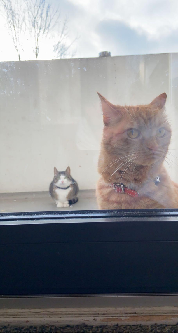 My cats are in a band