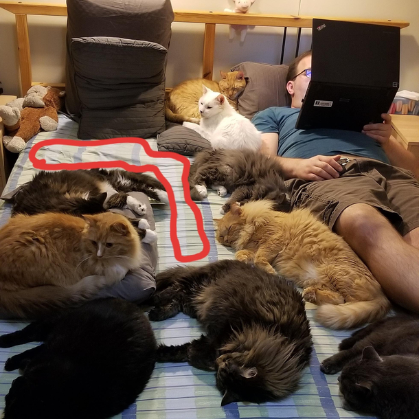 My cats are so generouslook how much space they left me