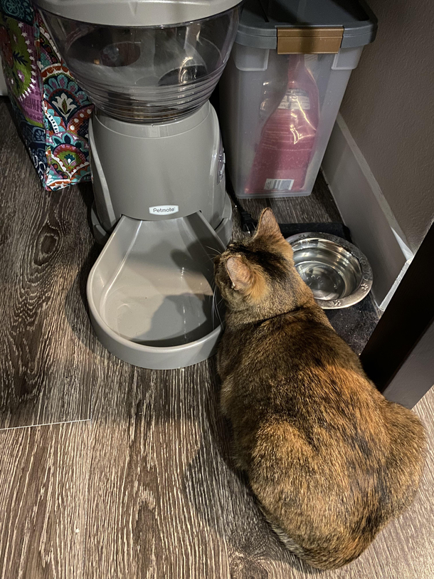 My cats automatic feeder goes off at pm Can you guess what time it is Thats right pm
