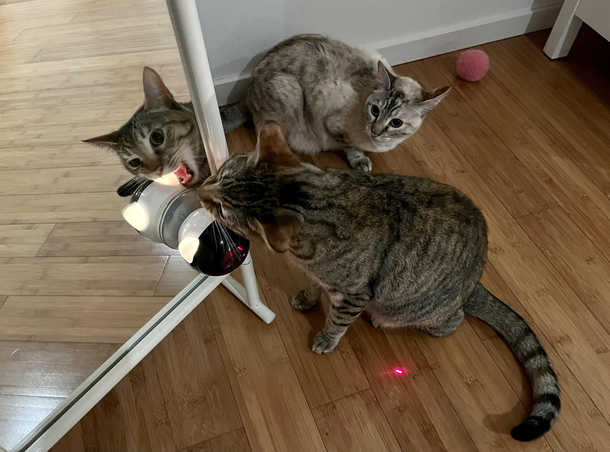 My cats dont understand they are supposed to chase the dot