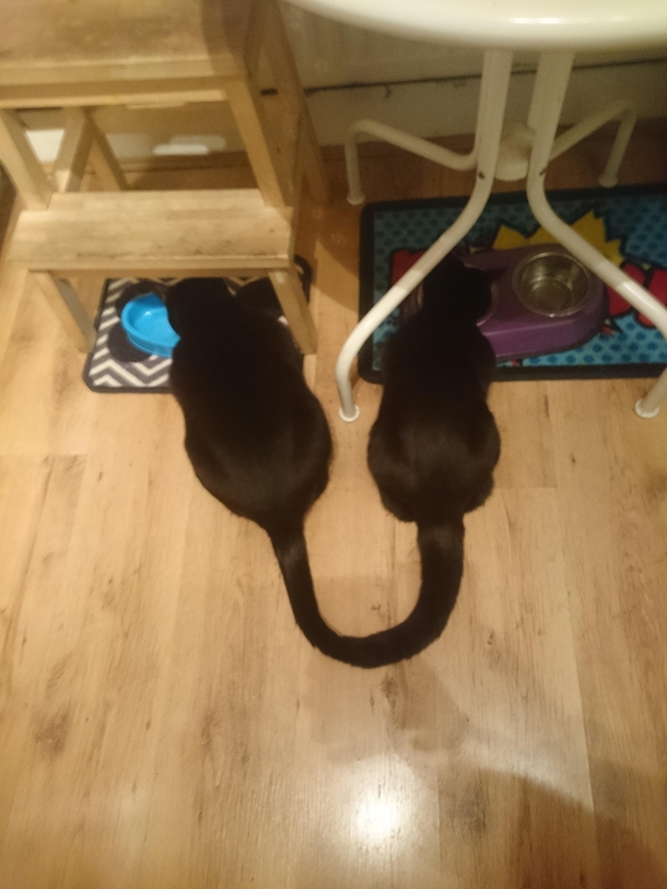 My cats eating together look as if they are joined at the tail