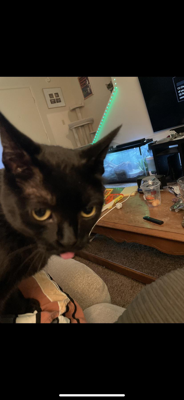 My cats face