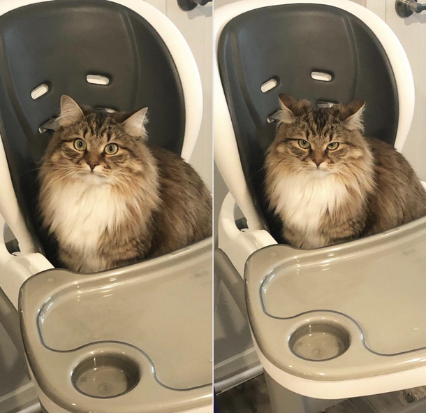 My cats face before and after my wife told her that the high chair is not for her