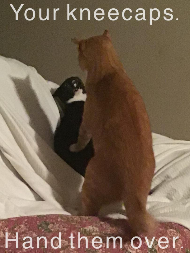 My cats love each other