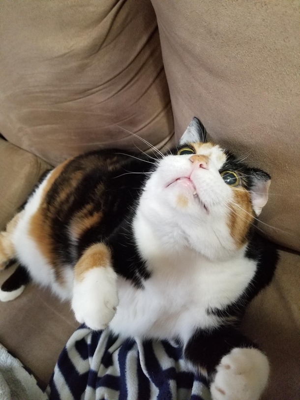 My cats play face always cracks me up