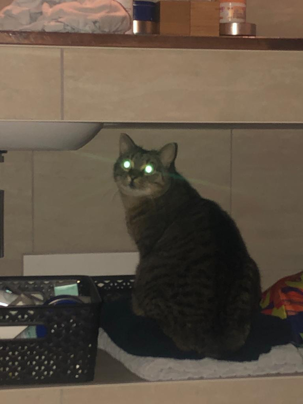 My cats reached enlightenment Or my drug stash