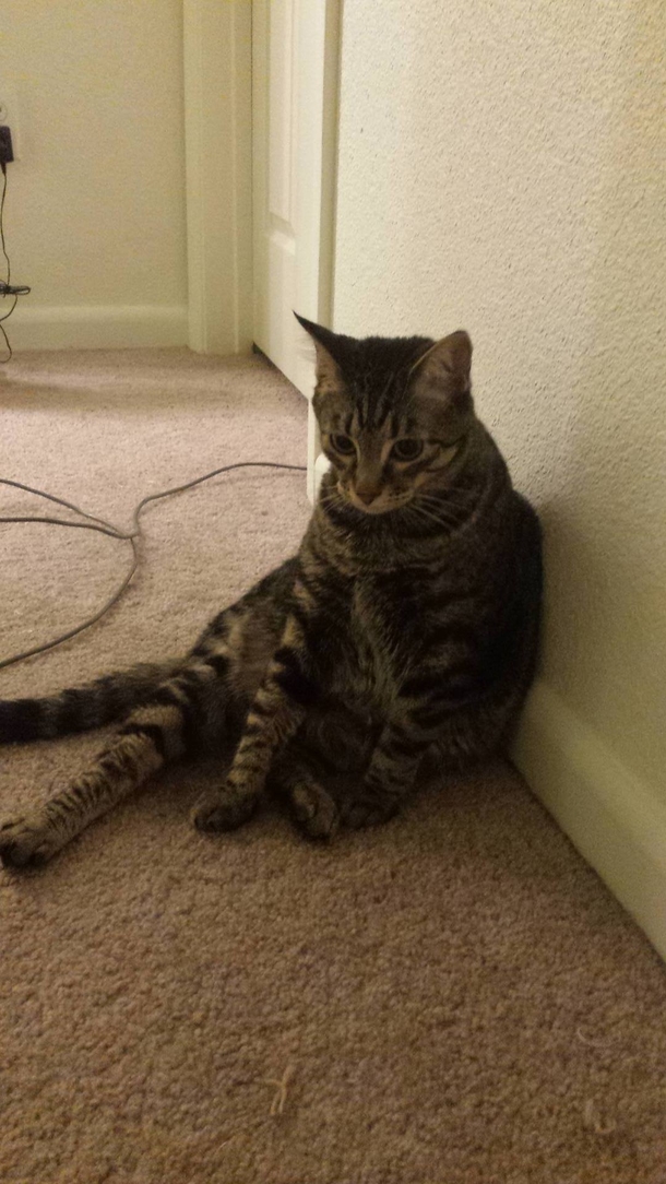 My cats reaction when I asked him what hes doing with his life