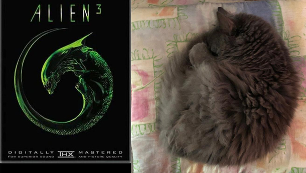 My cats sleeping position made me think of this movie cover