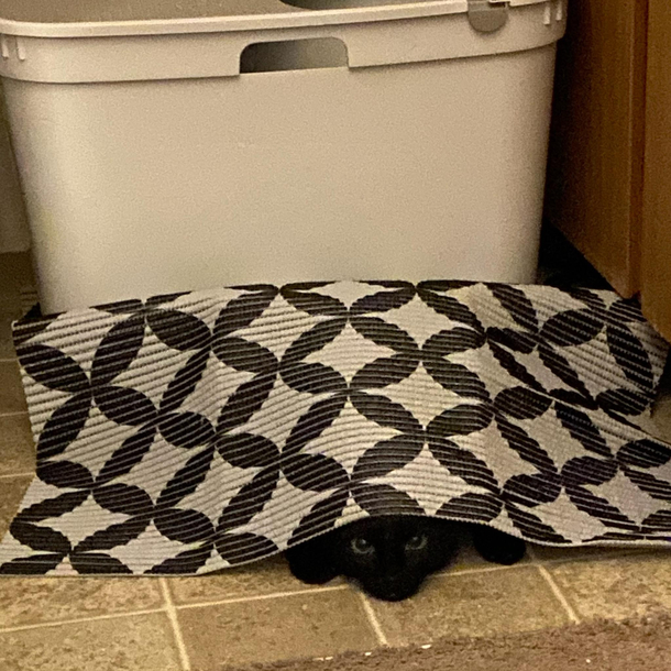 my cats still figuring out how to use her new litter box