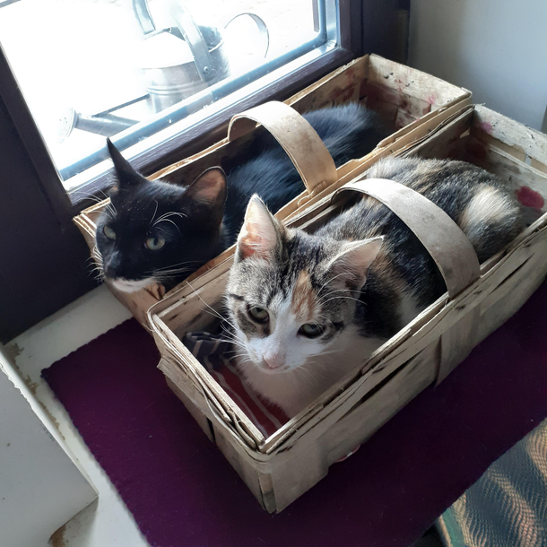 My cats think theyre strawberries