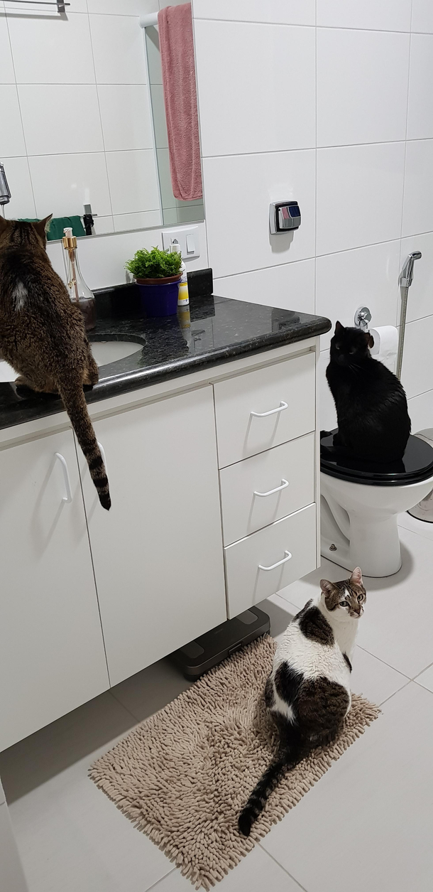 My cats wait in line with social distancing to drink water from the tap