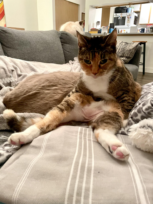My cats weird