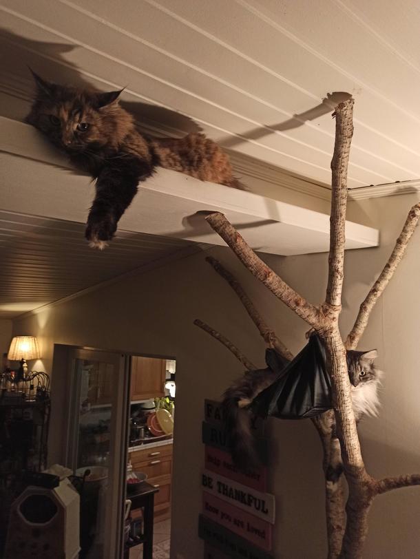 My cats when we have a dog visit