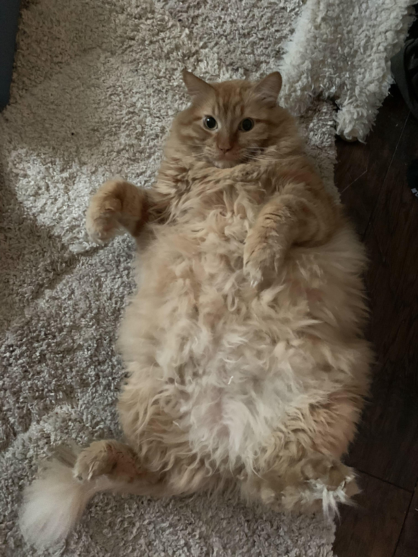 My chonky potato cat Bean