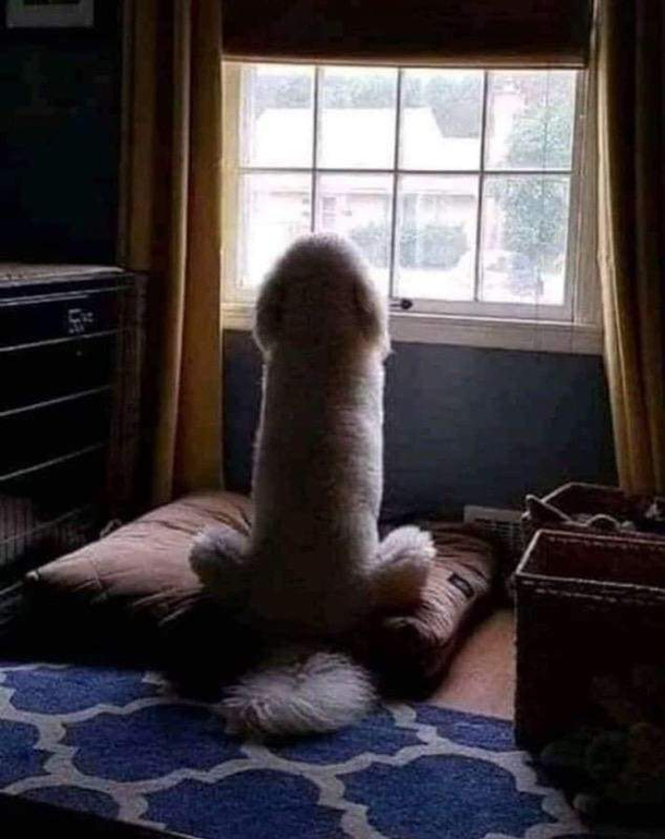 My co-workers parents sent her a sweet photo of their dog watching it snow